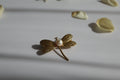 Libellenbrosche mit echtem Perlendetail